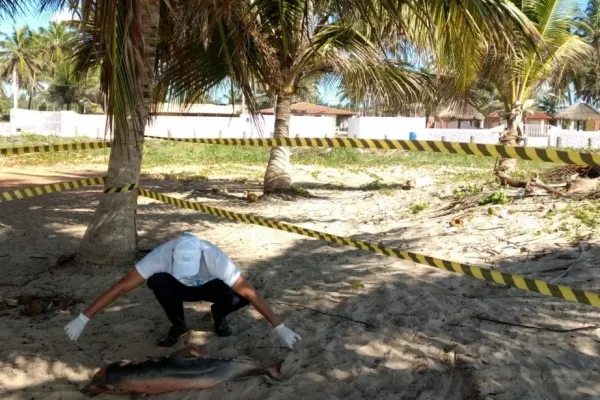 
				
					Filhote de boto é encontrado morto na praia de Lagoa do Pau, em Coruripe
				
				