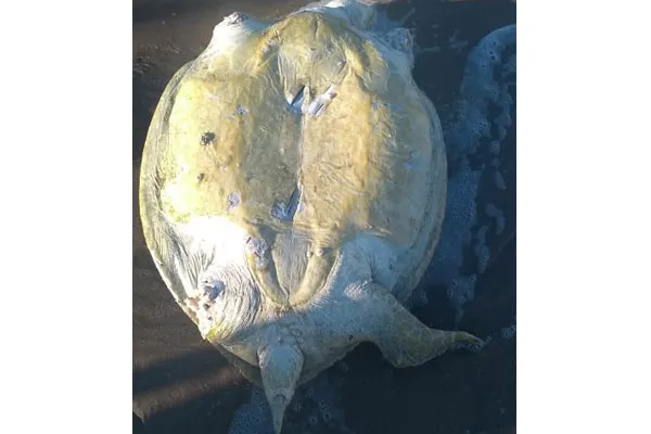 
				
					Tartaruga é encontrada morta e com nadadeiras arrancadas na praia de Ipioca
				
				