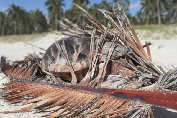 
				
					Duas tartarugas são encontradas mortas no Litoral Sul de Alagoas
				
				