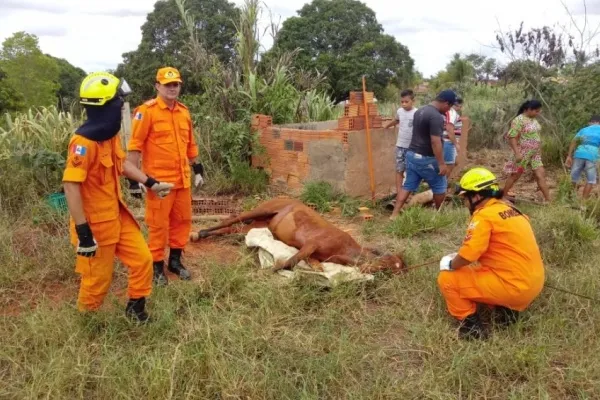 
				
					Cavalo é resgatado após ficar preso em fossa recém-cavada em Arapiraca
				
				