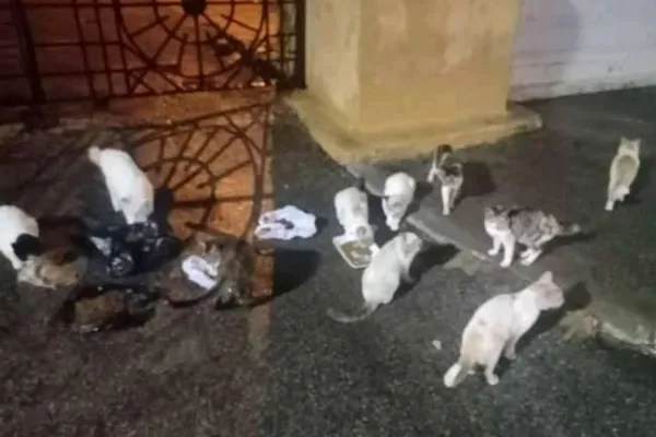 
				
					Jovem cria campanha para ajudar gatos que "moram" em cemitério de Maceió
				
				