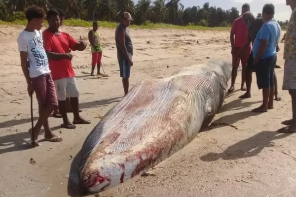 
				
					Banhistas encontram animal encalhado, e Biota suspeita de baleia reintroduzida
				
				