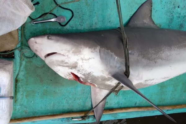 
				
					Pescadores capturam tubarão em mar na Barra Nova, em Marechal Deodoro
				
				