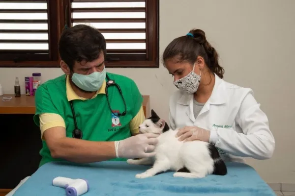 
				
					Segunda etapa da vacinação contra raiva imuniza cães e gatos no próximo sábado
				
				