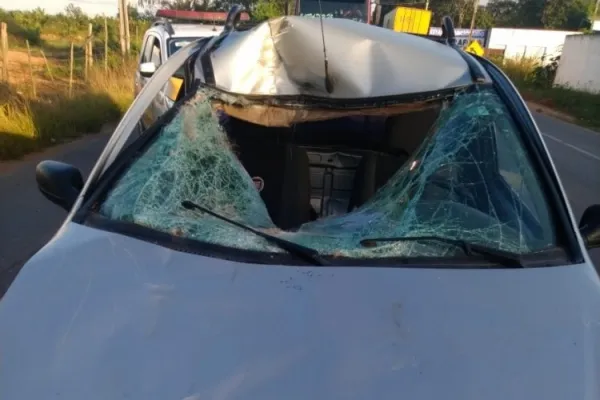 
				
					Cavalo solto na pista provoca acidente na rodovia AL-110, em Arapiraca
				
				