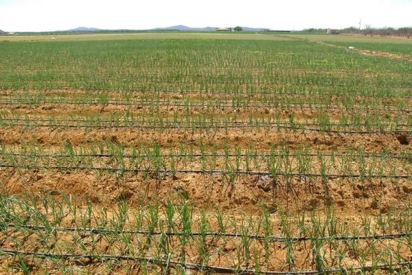 
				
					Comunidades de Junqueiro são beneficiadas pela Codevasf com kits de irrigação
				
				