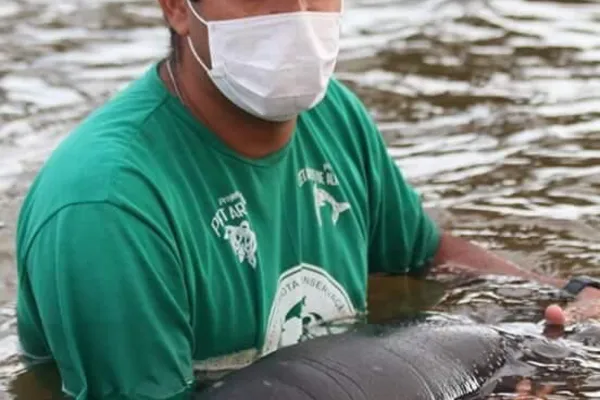 
				
					Peixe-boi fêmea resgatada em 2014 é preparada para retornar a habitat natural
				
				