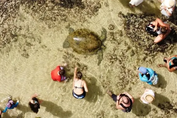 
				
					Tartaruga perde o tempo da maré e fica presa em piscina natural na Praia da Ponta Verde
				
				