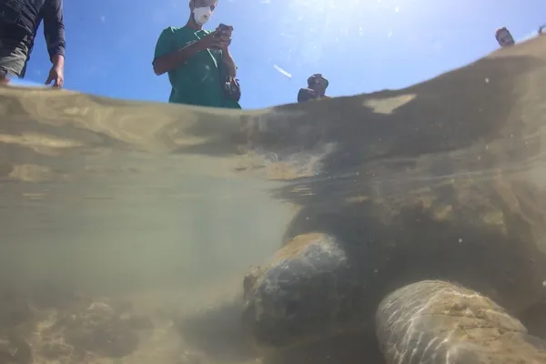 
				
					Tartaruga perde o tempo da maré e fica presa em piscina natural na Praia da Ponta Verde
				
				