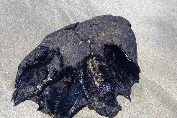 
				
					Mais fragmentos de óleo são encontrados em praias alagoanas
				
				