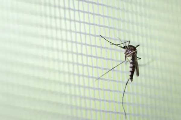 
				
					Infecção por dengue cai 77% em teste com bactéria em mosquito 'Aedes aegypti'
				
				