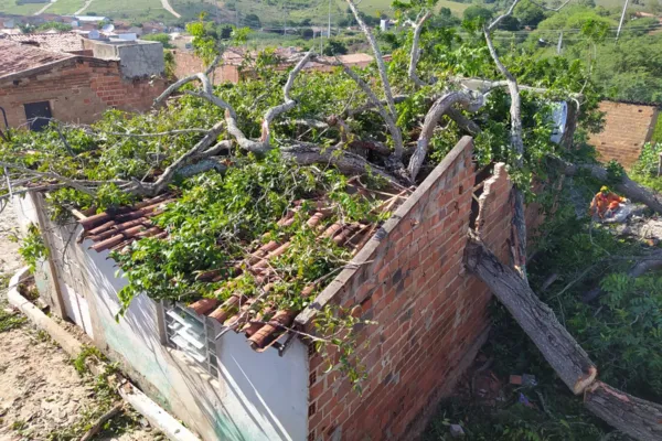 
				
					Árvore centenária desaba em três casas em Santana do Ipanema
				
				
