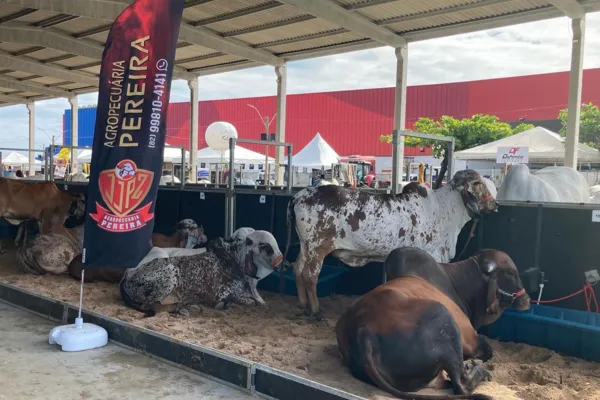 
				
					72ª Expoagro realiza única oferta de gado leiteiro da exposição neste sábado
				
				