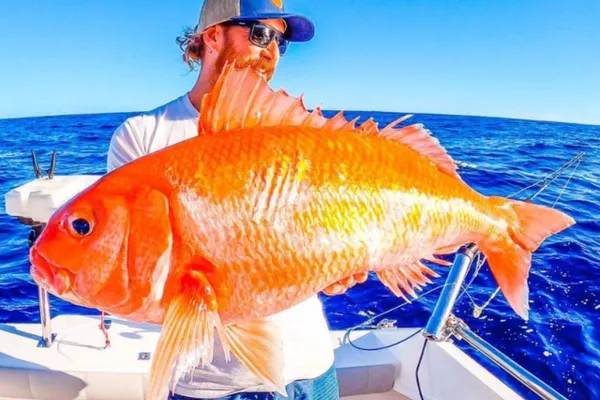 
				
					Homem pesca ‘peixe-dourado’ gigante na Austrália
				
				
