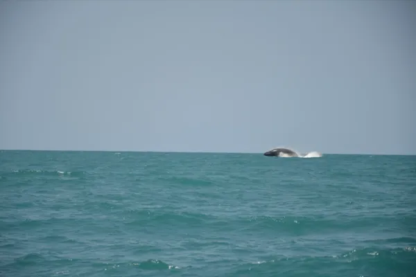 
				
					Baleias são vistas em "show de saltos" no Pontal do Peba; veja imagens
				
				