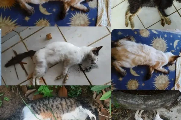 
				
					Moradores denunciam mais de 50 mortes de gatos por envenenamento em Paripueira
				
				