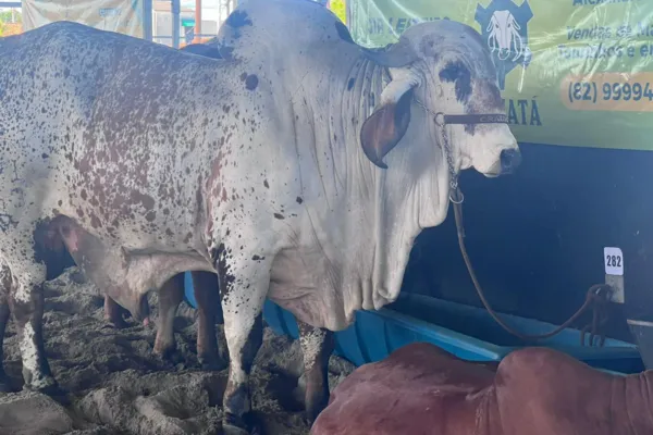 
				
					Expoagro-AL começa a receber animais no Parque da Pecuária em Maceió
				
				