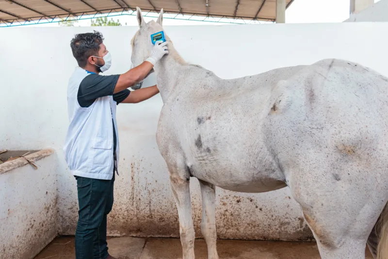 Animais resgatados de situações de maus tratos recebem cuidados de saúde na Unidade de Vigilância de Zoonoses