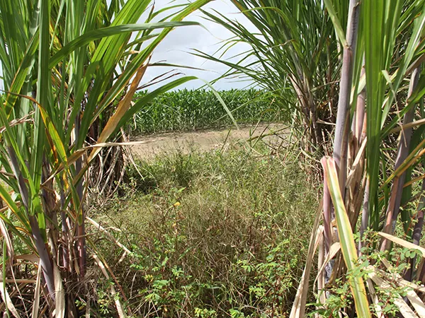 Muitos locais onde antes havia cana, hoje estão ocupados por plantios de soja e milho