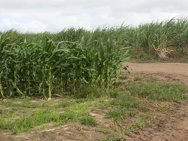Muitos locais onde antes havia cana, hoje estão ocupados por plantios de soja e milho