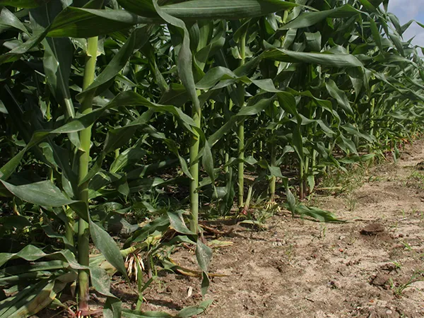 Muitos locais onde antes havia cana, hoje estão ocupados por plantios de soja e milho