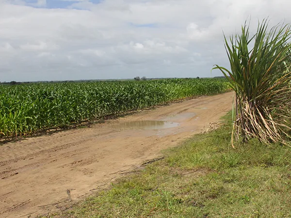 Muitos locais onde antes havia cana, hoje estão ocupados por plantios de soja e milho