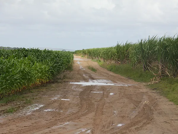 Muitos locais onde antes havia cana, hoje estão ocupados por plantios de soja e milho