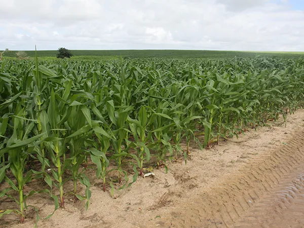 Muitos locais onde antes havia cana, hoje estão ocupados por plantios de soja e milho