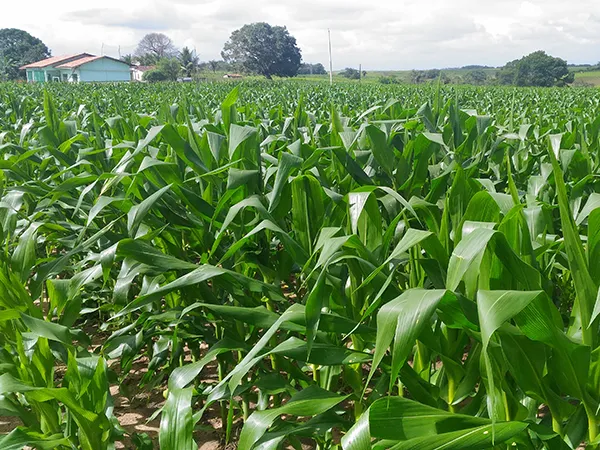 Muitos locais onde antes havia cana, hoje estão ocupados por plantios de soja e milho