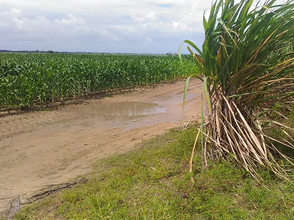 Muitos locais onde antes havia cana, hoje estão ocupados por plantios de soja e milho