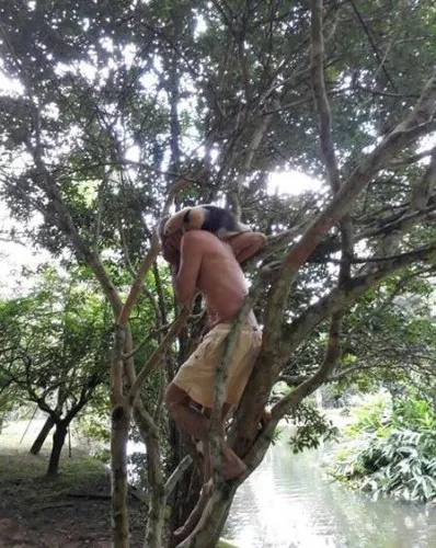 Ney sobre em árvores para ajudar animal 