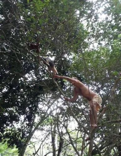 Ney sobre em árvores para ajudar animal 