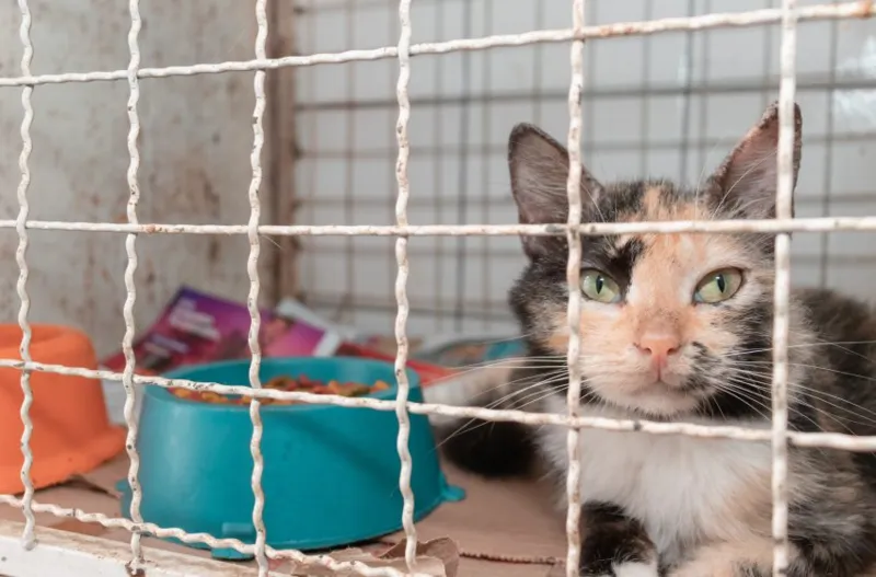 Animais resgatados de situações de maus tratos recebem cuidados de saúde na Unidade de Vigilância de Zoonoses
