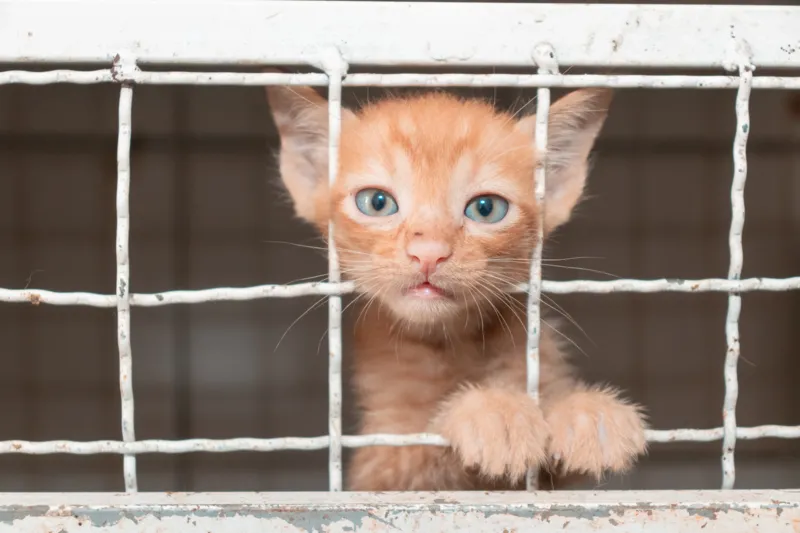 Animais resgatados de situações de maus tratos recebem cuidados de saúde na Unidade de Vigilância de Zoonoses