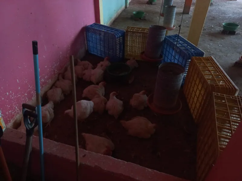 Avícola foi multada pelo IMA e pela Adeal