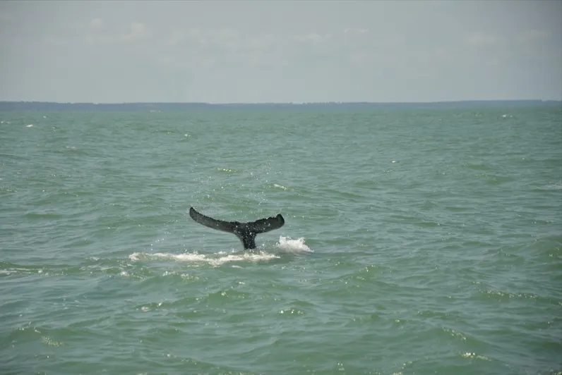 Baleias são vistas dando saltos no mar do Pontal do Peba.