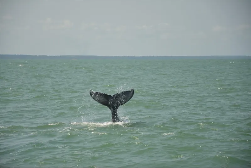 Baleias são vistas dando saltos no mar do Pontal do Peba.