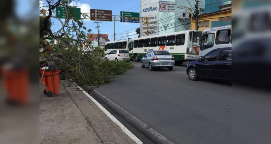 Imagem ilustrativa da imagem VÍDEO: Árvore tomba na Praça Centenário, em Maceió, e deixa trânsito lento