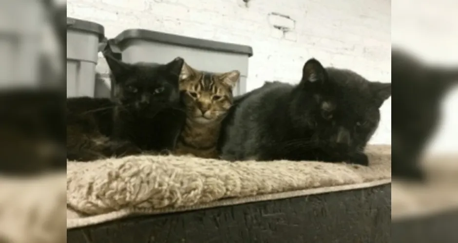 Imagem ilustrativa da imagem Cervejaria dos EUA 'recruta' 4 gatos para proteger cereais dos ratos