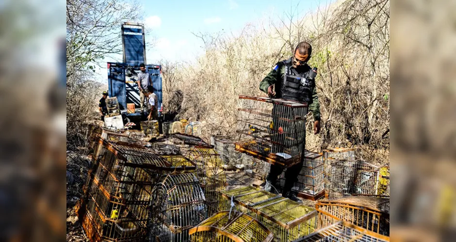 Imagem ilustrativa da imagem Cerca de 1400 animais silvestres são resgatados pela FPI no Sertão