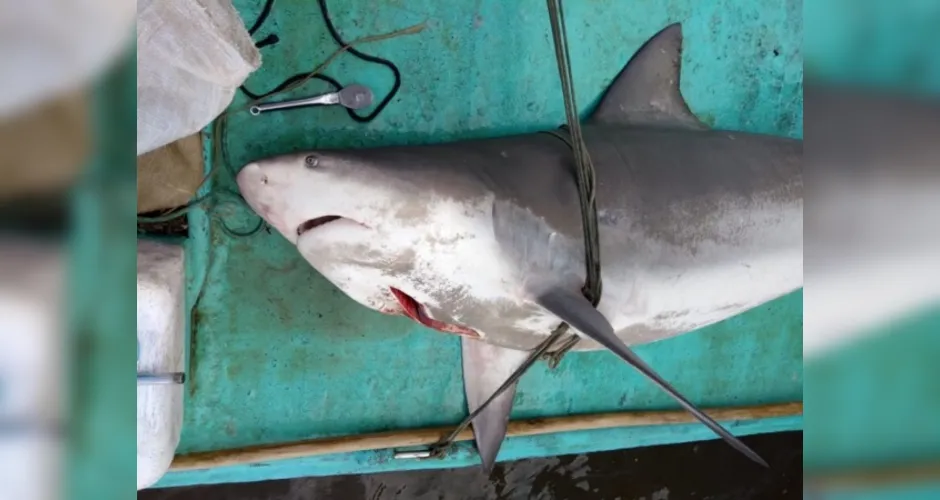Imagem ilustrativa da imagem Pescadores capturam tubarão em mar na Barra Nova, em Marechal Deodoro