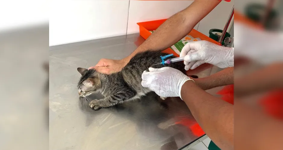 Gato recebe tratamento para ser disponibilizado para adoção responsável.