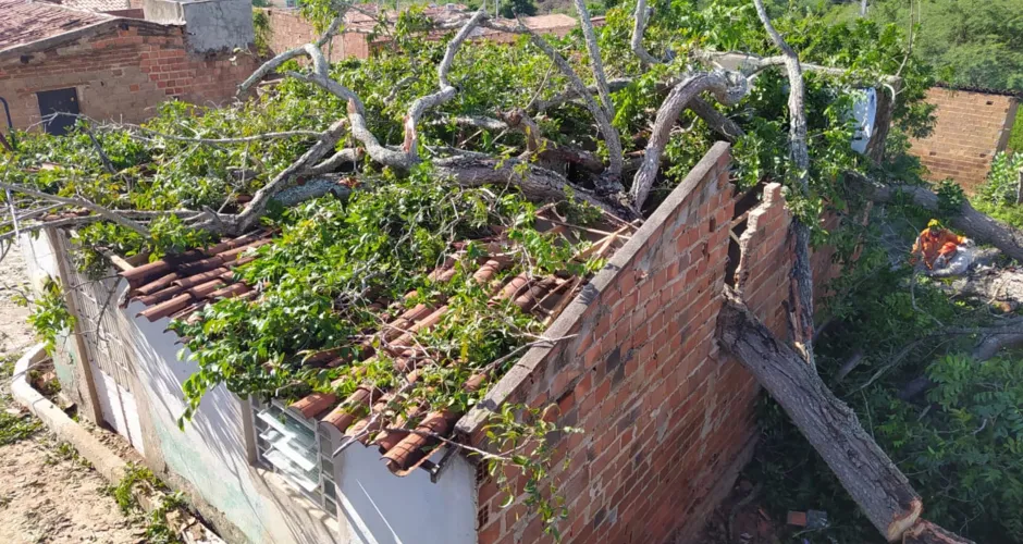 Árvore centenária desaba em três casas em Santana do Ipanema