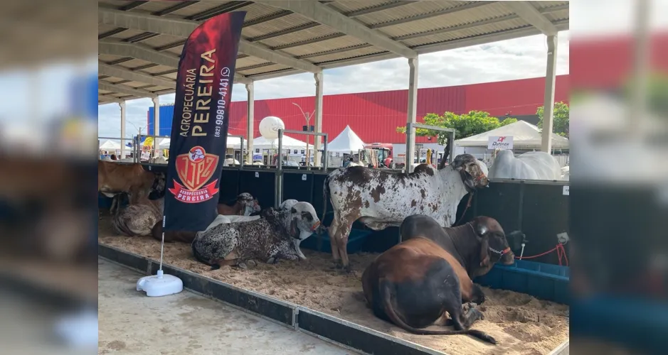 72ª Expoagro realiza única oferta de gado leiteiro da exposição neste sábado