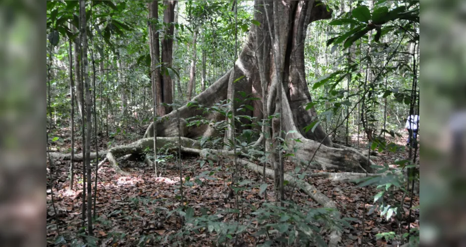 Imagem ilustrativa da imagem Alagoas é destaque  em ações de proteção aos remanescentes florestais