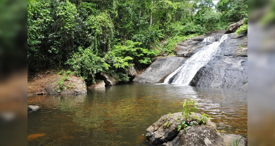 Imagem ilustrativa da imagem Alagoas é destaque  em ações de proteção aos remanescentes florestais