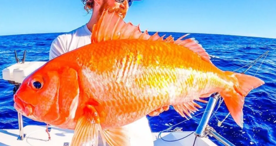 Imagem ilustrativa da imagem Homem pesca ‘peixe-dourado’ gigante na Austrália