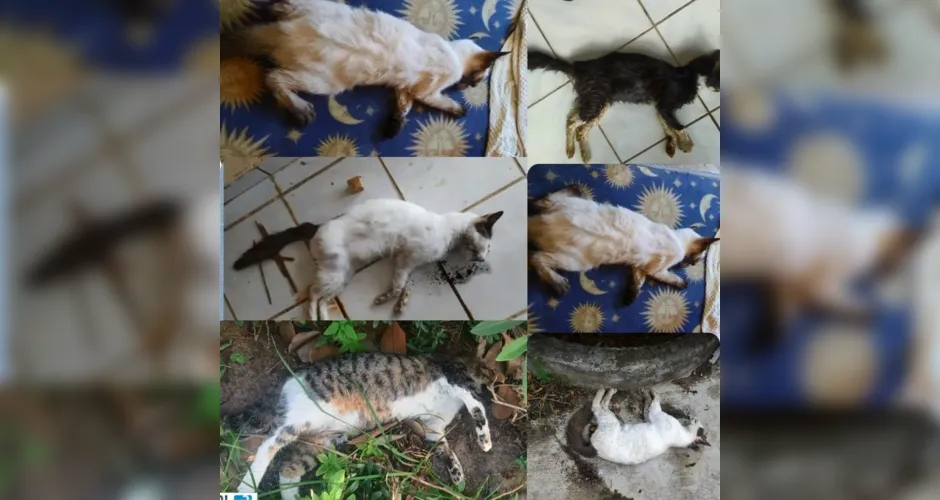 Mais de 50 mortes de gatos foram detectadas em Paripueira