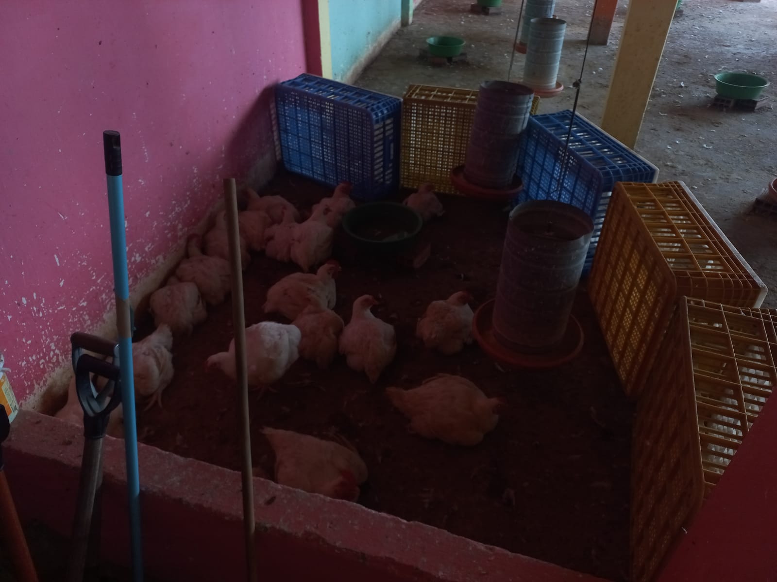 Avícola foi multada pelo IMA e pela Adeal