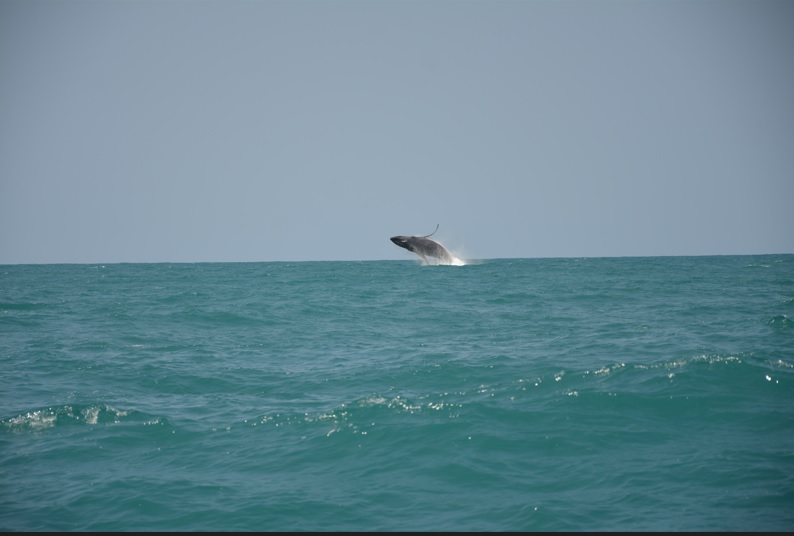 Baleias são vistas dando saltos no mar do Pontal do Peba.